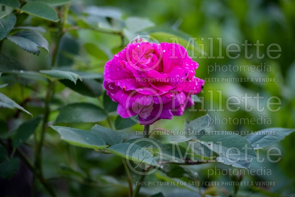 Rosa Reine des Violettes (Shrub Rose) 2 