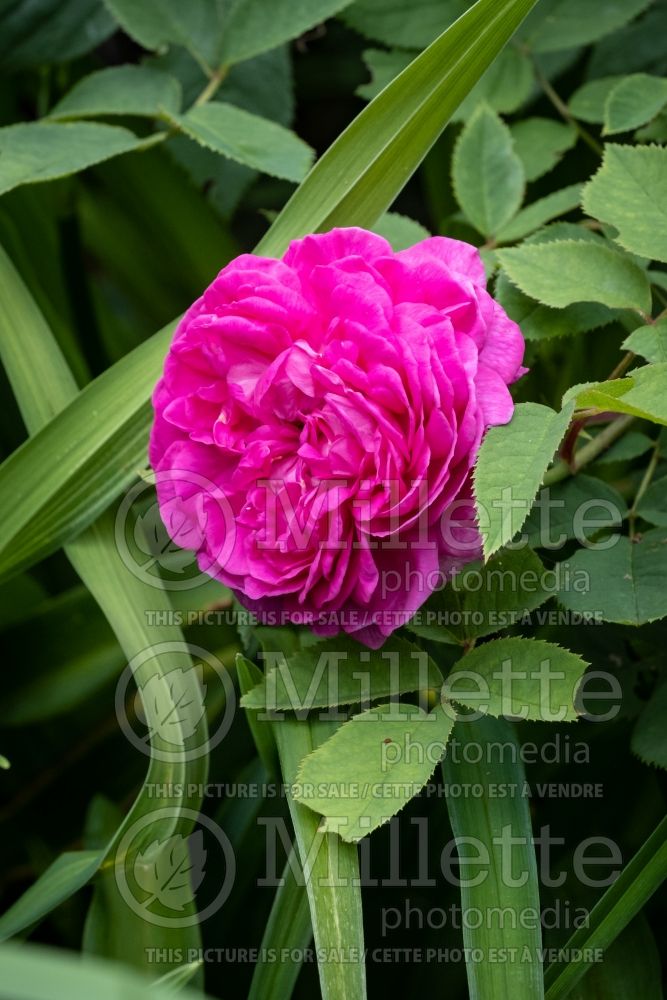 Rosa Reine des Violettes (Shrub Rose) 3 