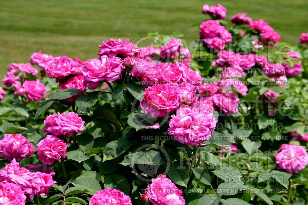 Rosa Reine des Violettes (Shrub Rose) 5 