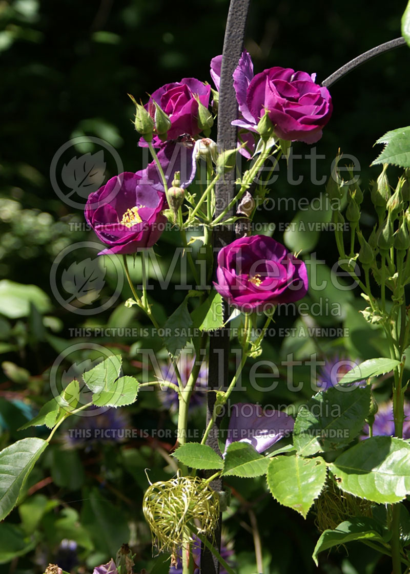 Rosa Rhapsody In Blue (Shrub Rose)  1 