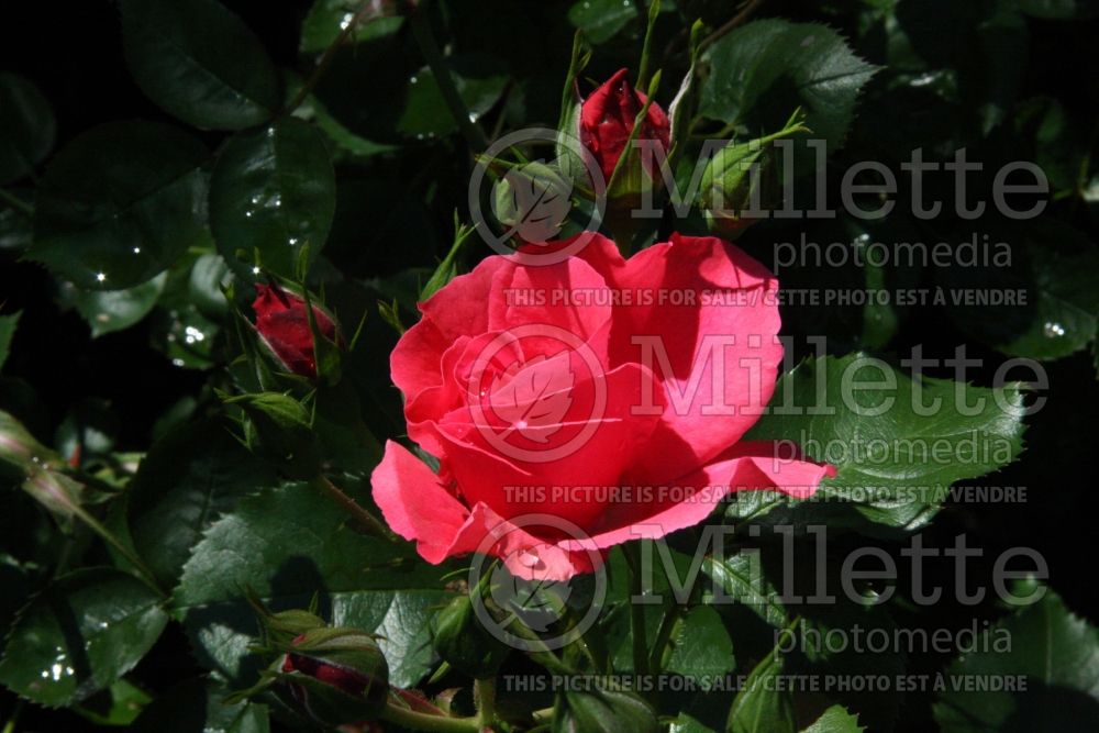 Rosa Rosarium Uetersen (Shrub Rose) 1 