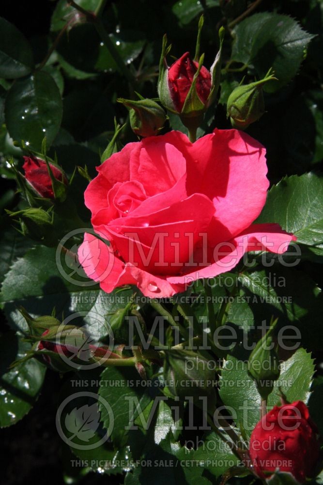 Rosa Rosarium Uetersen (Shrub Rose) 2 
