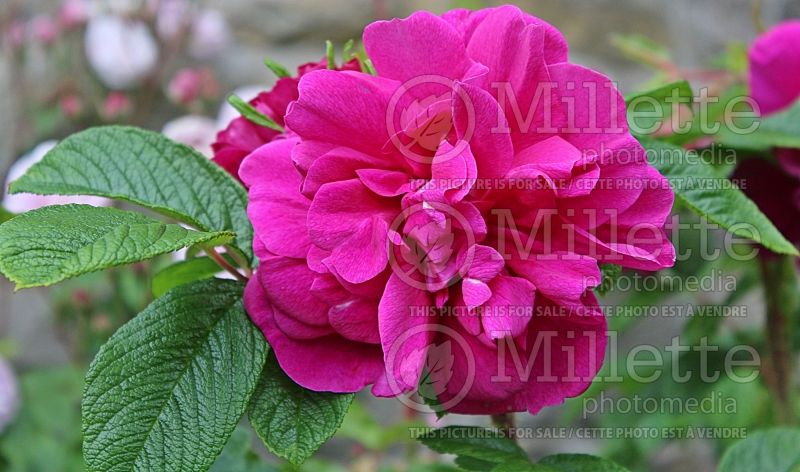 Rosa Roseraie de l'Hay (Shrub Rose)   1