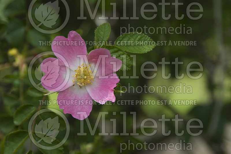 Rosa rubiginosa (Sweet briar or Eglantine Rose) 1