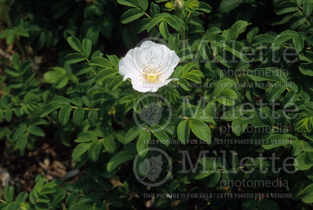 Rosa Alba (Shrub Rose) 3