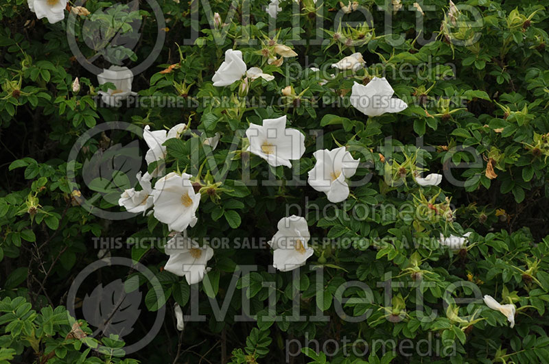 Rosa Alba (Shrub Rose) 2