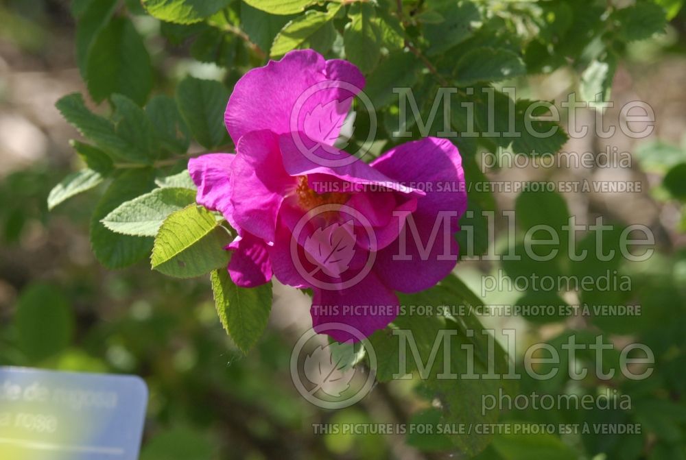 Rosa Caroyal (Shrub Rose) 1