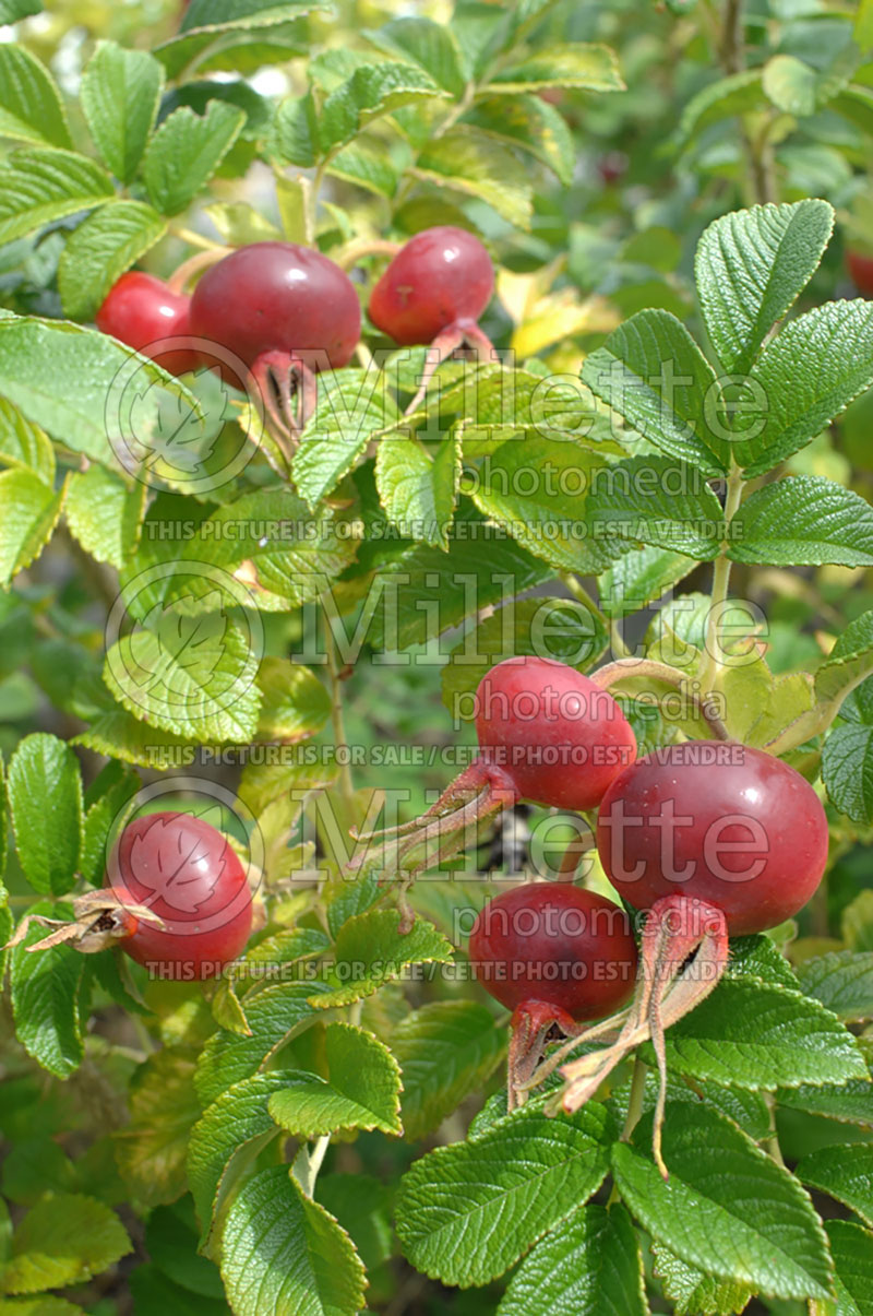 Rosa rugosa (Shrub Rose) 1 