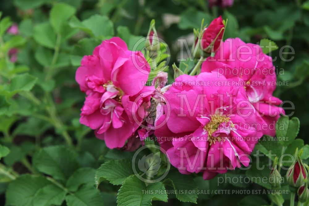 Rosa David Thompson (Hybrid Rugosa Rose) 5