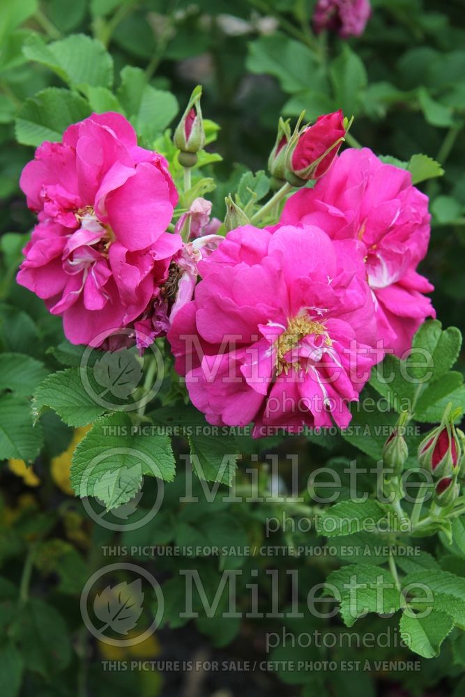 Rosa David Thompson (Hybrid Rugosa Rose) 4