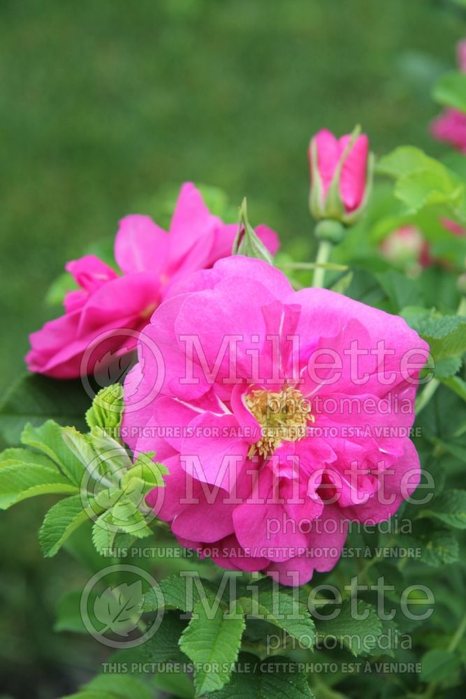 Rosa David Thompson (Hybrid Rugosa Rose) 2