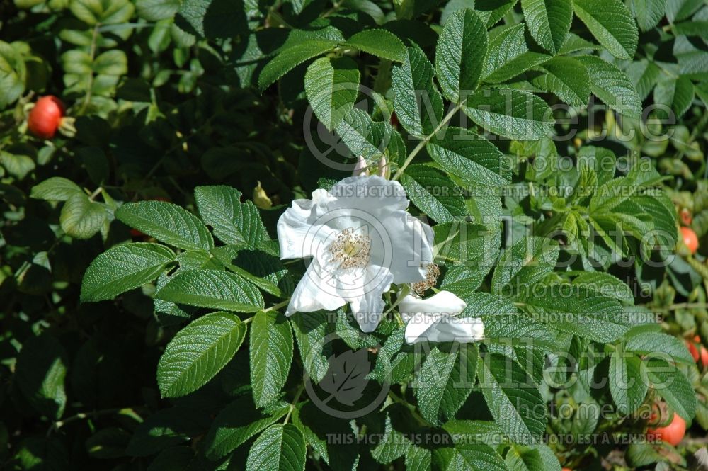 Rosa Alba (Shrub Rose) 4