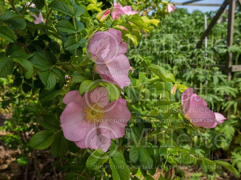 Rosa Frau Dagmar Hartopp (Shrub Rose) 1