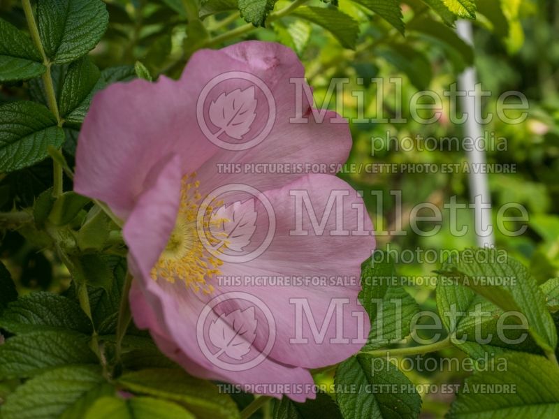 Rosa Frau Dagmar Hartopp (Shrub Rose) 2