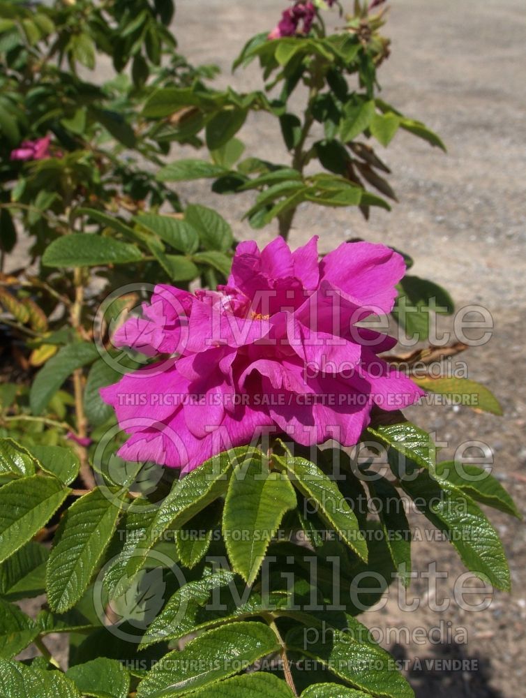 Rosa Hansa (Shrub Rose) 6 