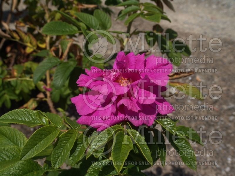 Rosa Hansa (Shrub Rose) 7 