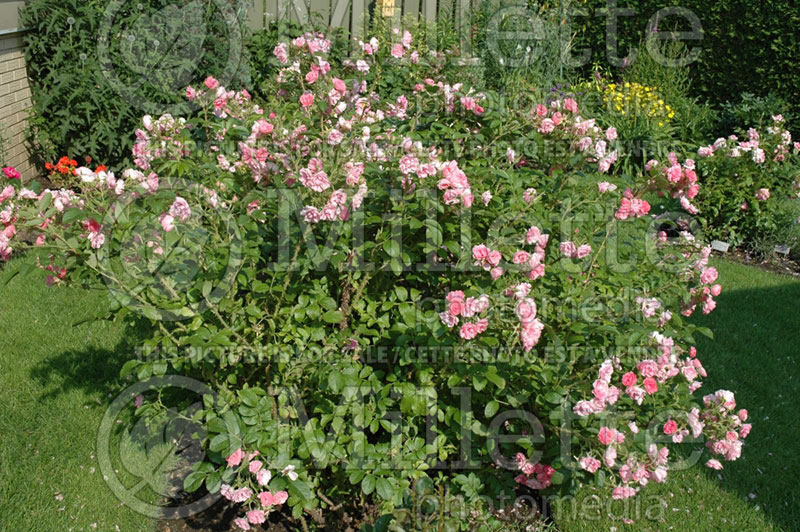 Rosa Pink F. J. Grootendorst  (Shrub Rose) 3