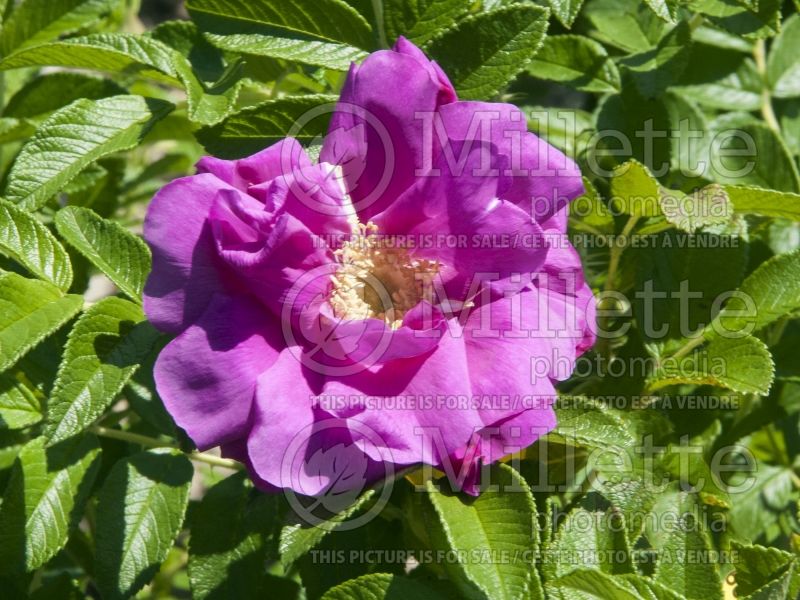 Rosa Purple Pavement (Shrub Rose) 2