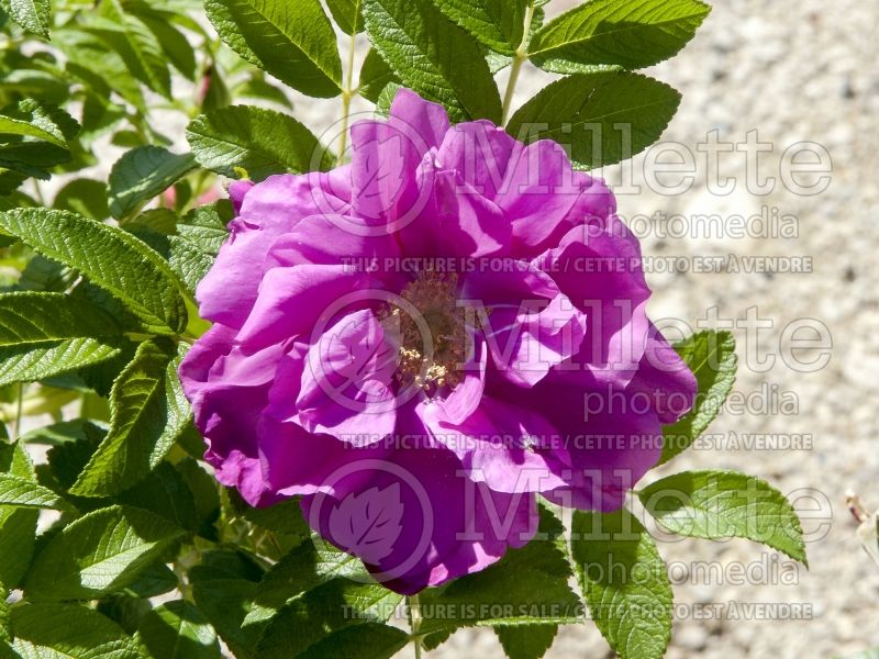 Rosa Purple Pavement (Shrub Rose) 1