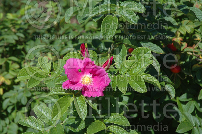 Rosa rugosa (Shrub Rose) 2  