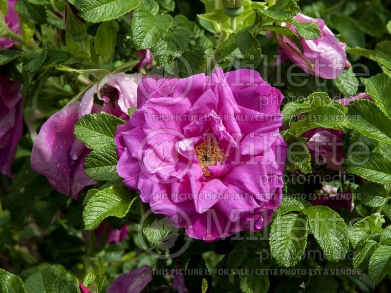 Rosa Scarlet Pavement (Shrub Rose) 1