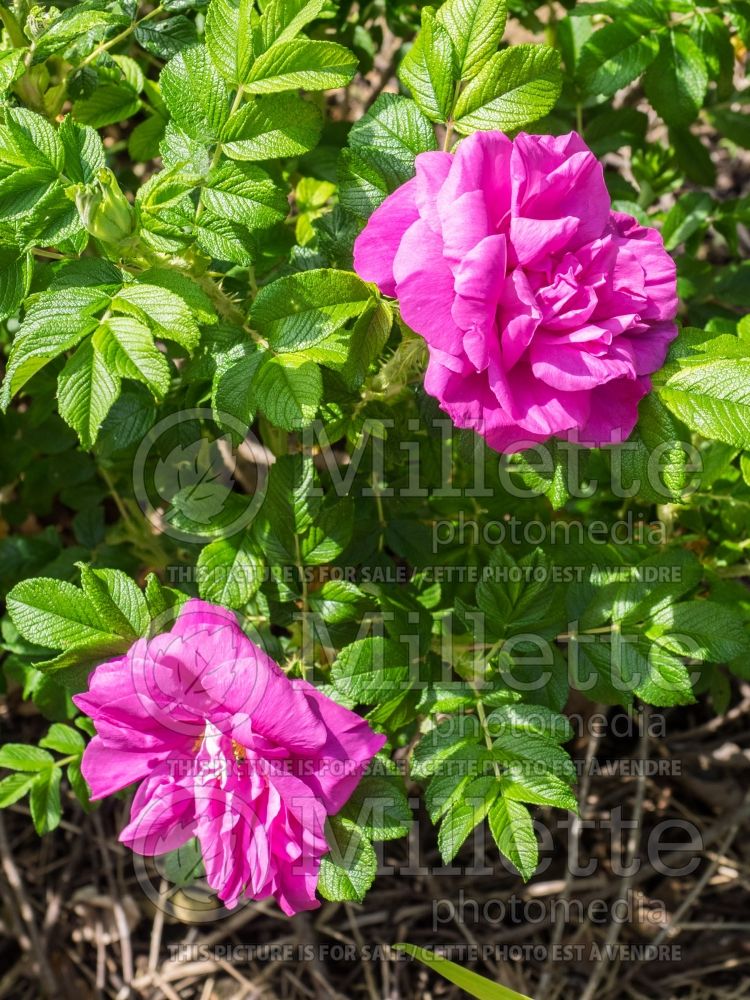 Rosa Will Alderman (Shrub Rose) 1