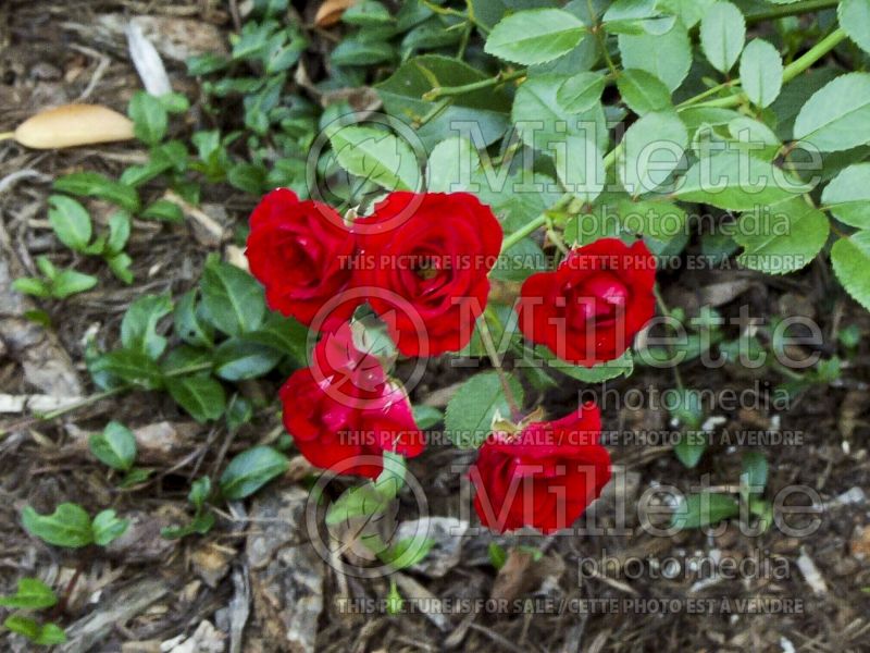 Rosa Scarlet Meidiland (Shrub Rose) 2 