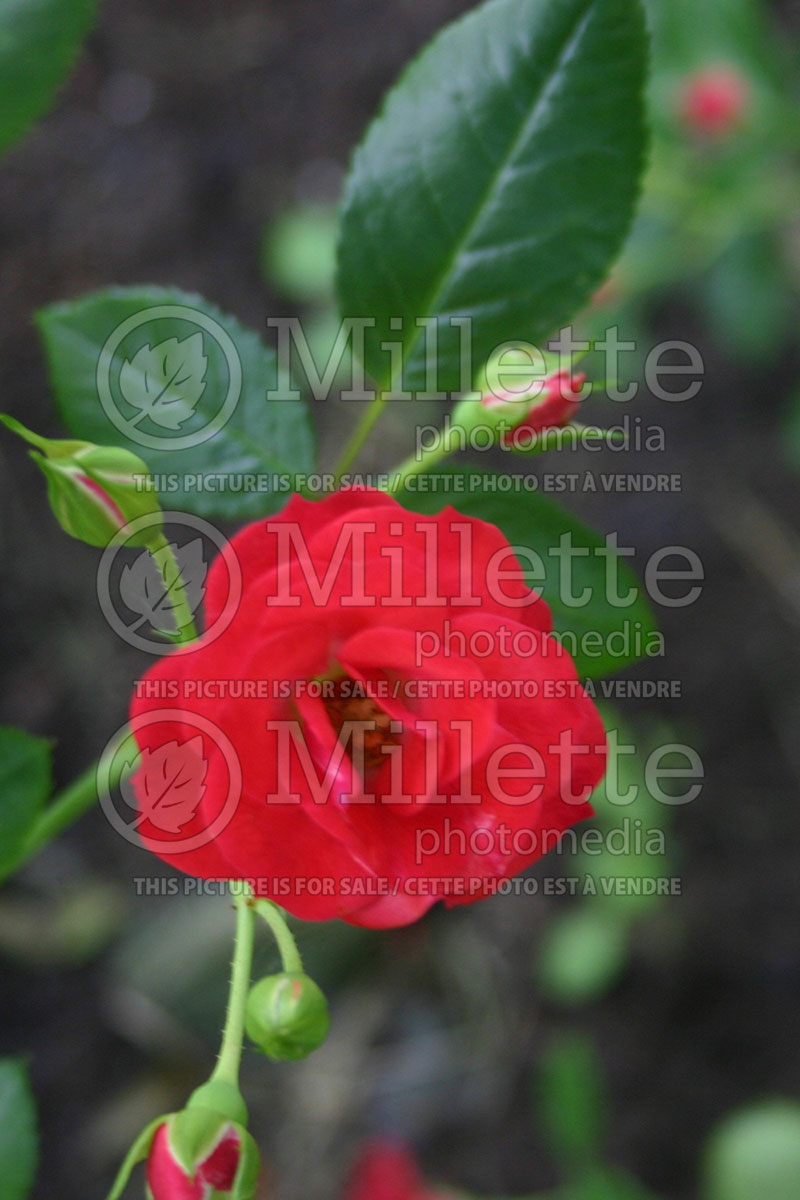 Rosa Scarlet Meidiland (Shrub Rose) 1 