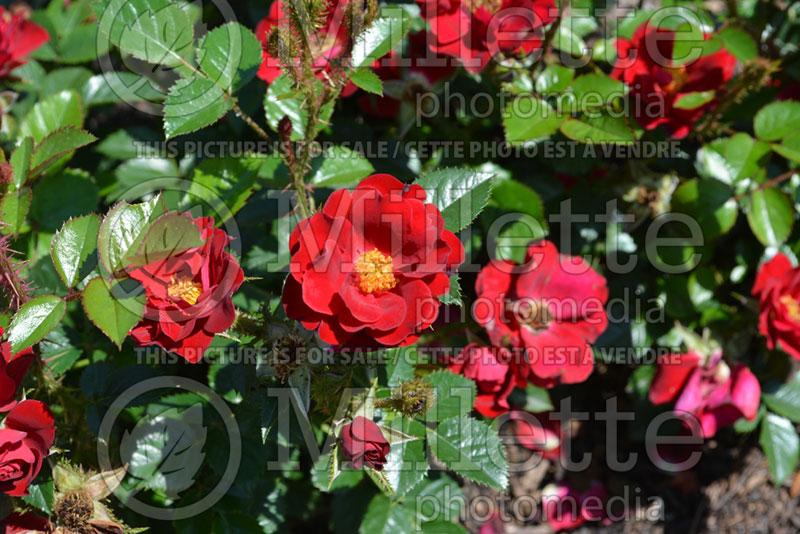 Rosa Scarlet Moss or MORcarlet (Miniature rose)  1