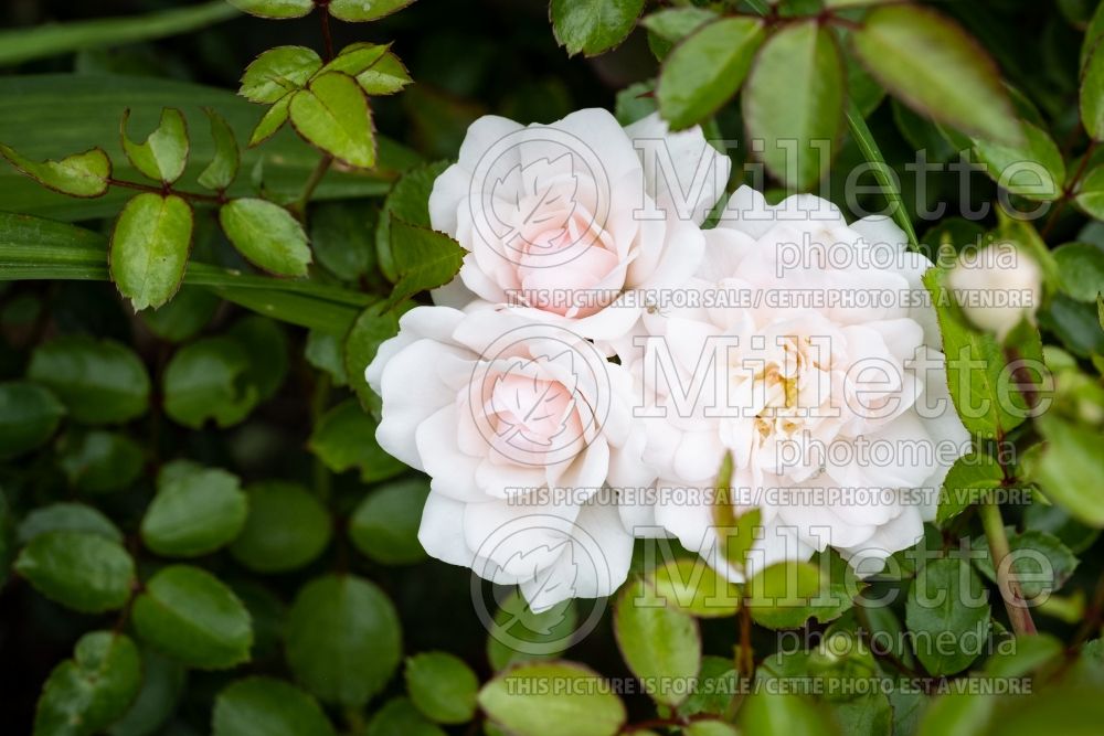 Rosa Sea Foam (Groundcover Rose) 6