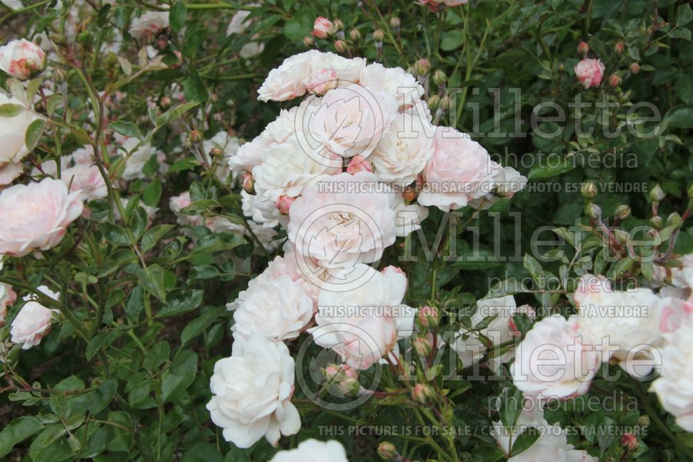 Rosa Sea Foam (Groundcover Rose) 3