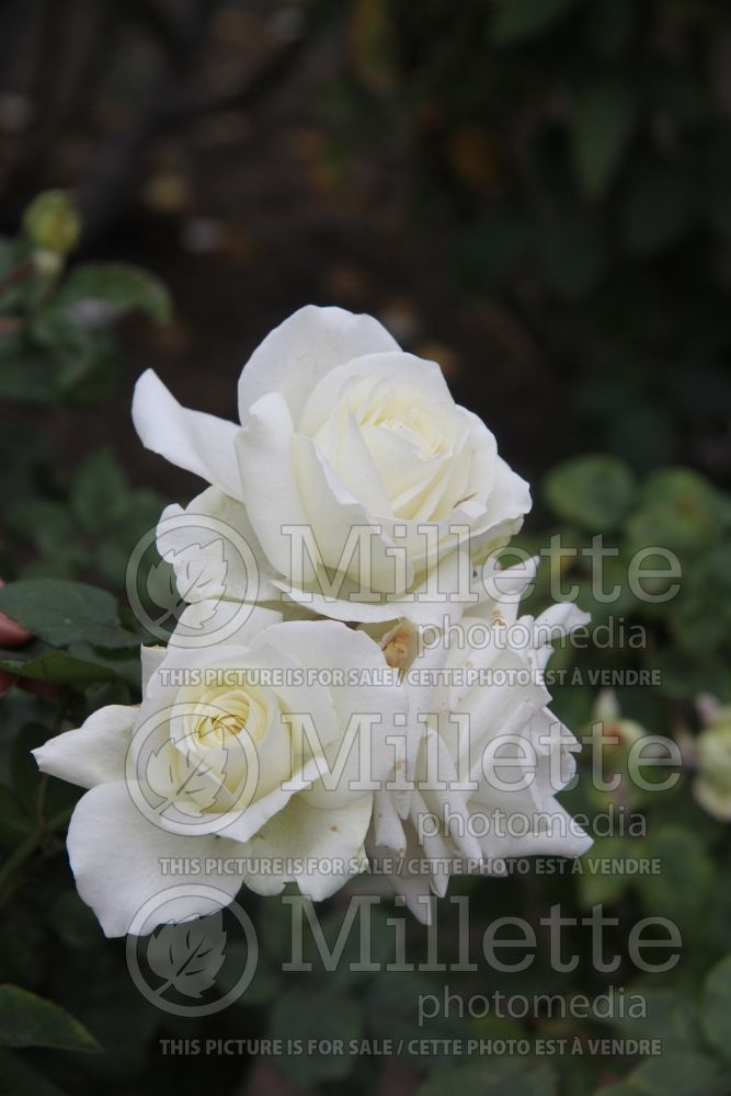 Rosa September Morn (hybrid tea Rose) 1