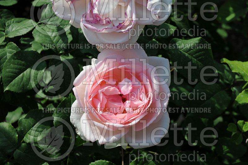 Rosa Sharifa Asma (English Rose)  1