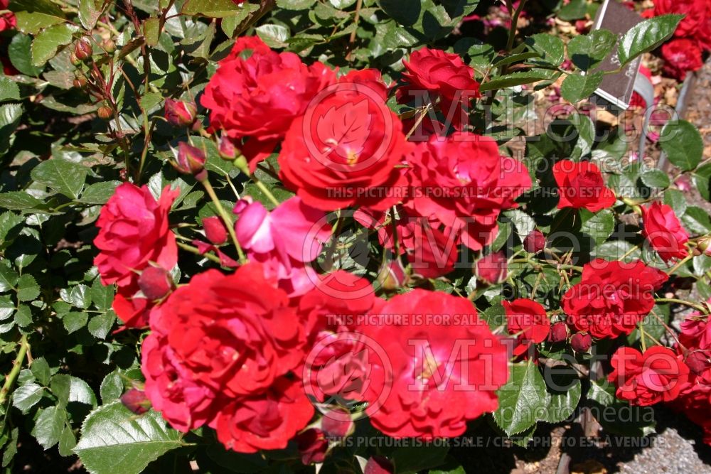 Rosa Showbiz (Floribunda Rose)  1