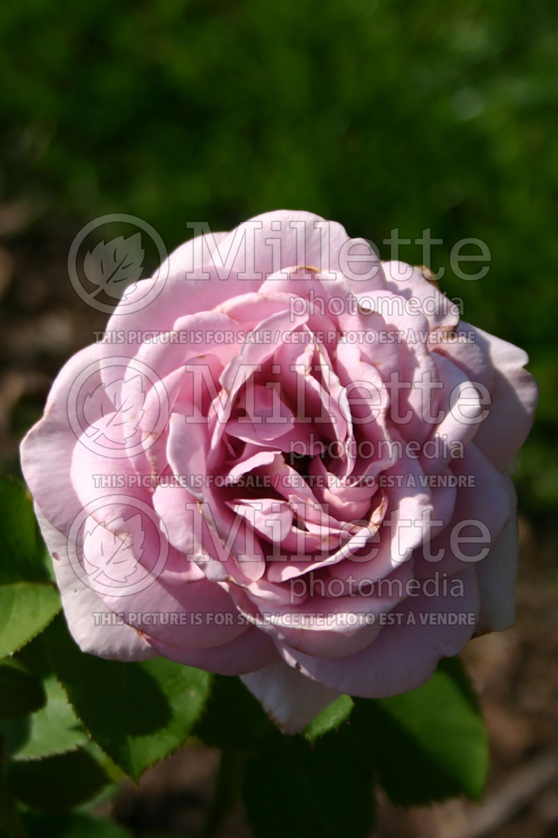 Rosa Silver Star (Grandiflora Heirloom Rose)  1