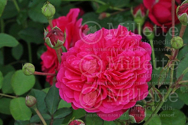 Rosa Sir John Betjeman or Ausvivid (Shrub Rose)   1