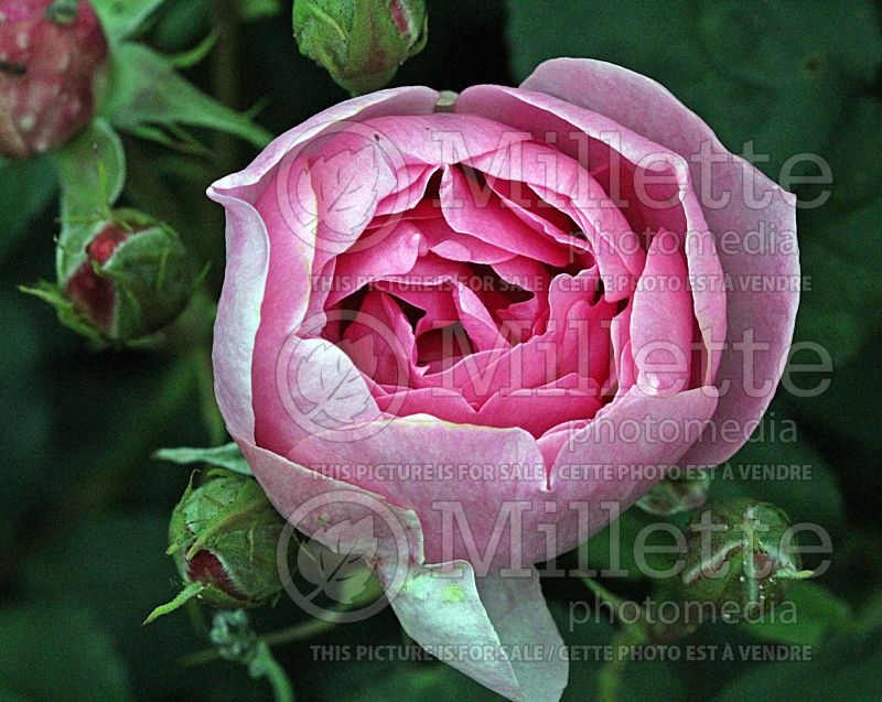 Rosa Skylark aka Ausimple (Shrub Rose) 1