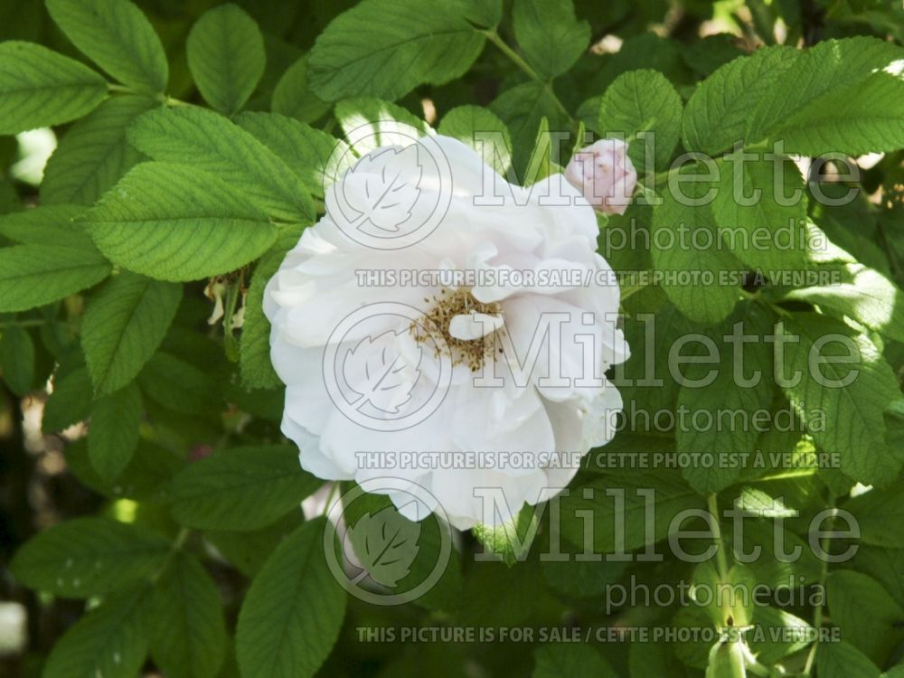 Rosa Snow Pavement (Shrub Rose) 2  