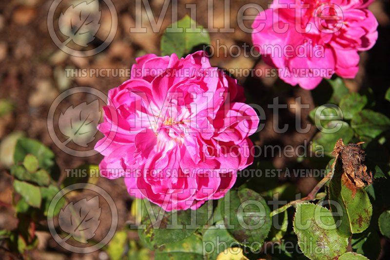 Rosa Sophy's Rose (Shrub Rose) 1