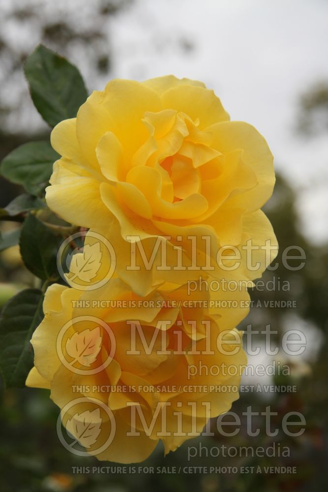 Rosa Sparkle & Shine aka Wekjunjuc (Floribunda Rose)  4 