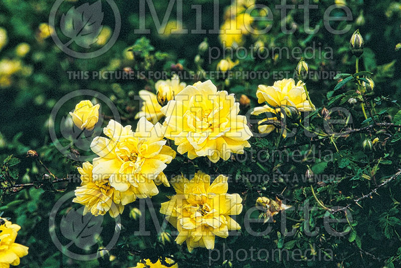 Rosa Williams' Double Yellow (Ground cover Rose) 1