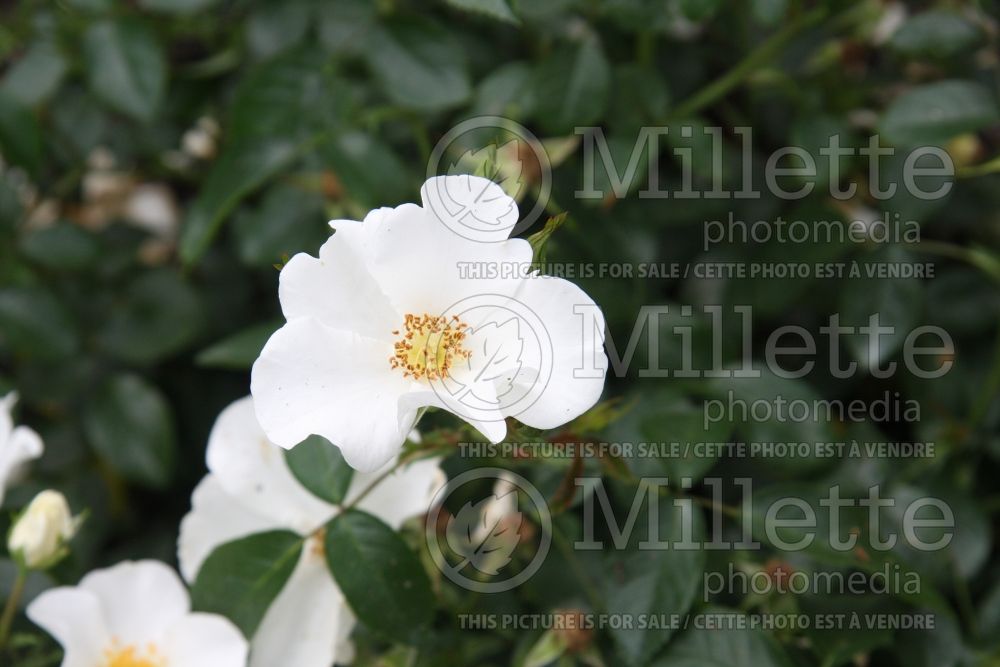 Rosa Starry Night (Shrub Rose)  3 