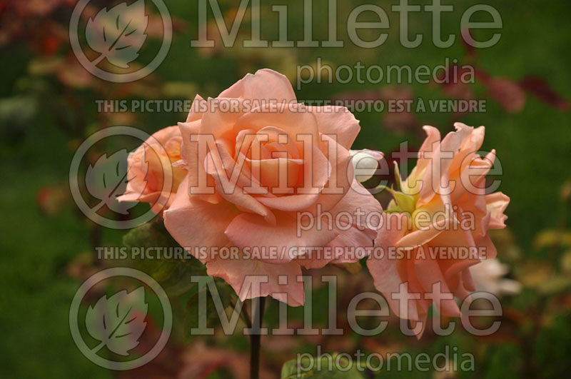 Rosa Summer Dream (Floribunda Rose)  1