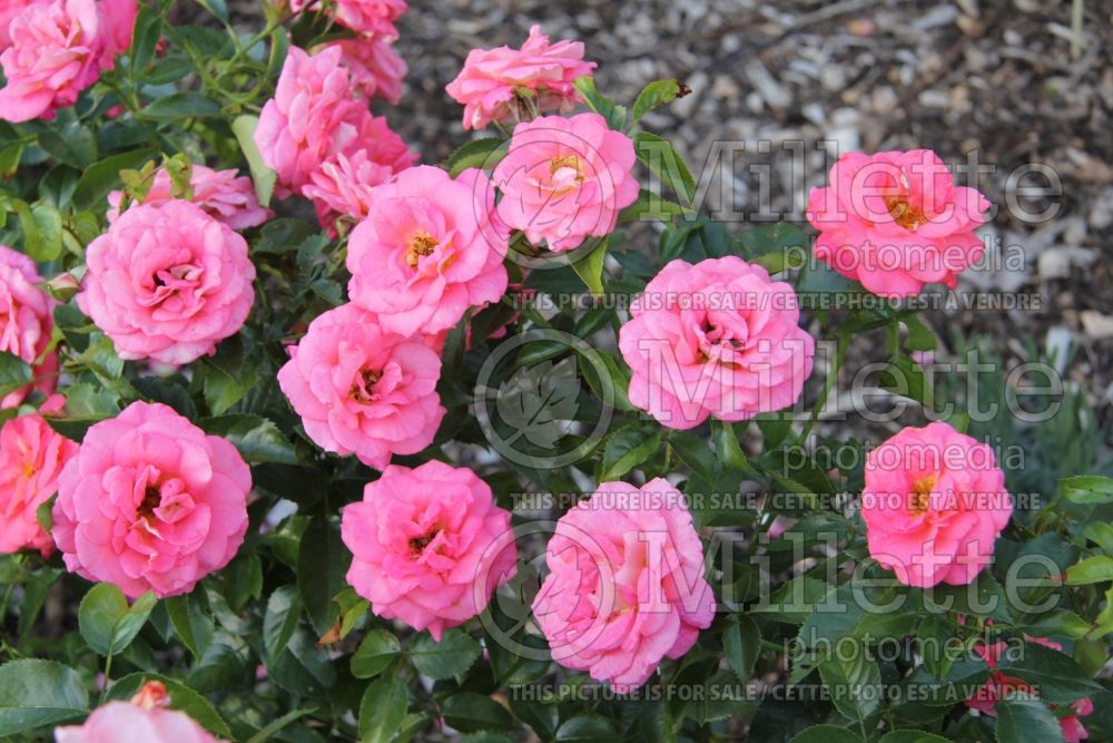 Rosa Summer Sun (floribunda Rose)  4 