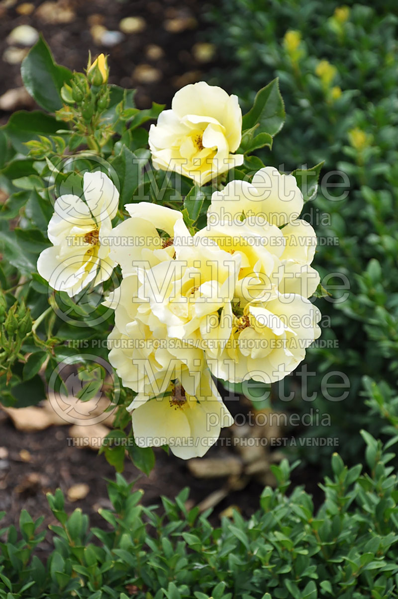 Rosa Sunburst Border (Climbing Rose)  1 