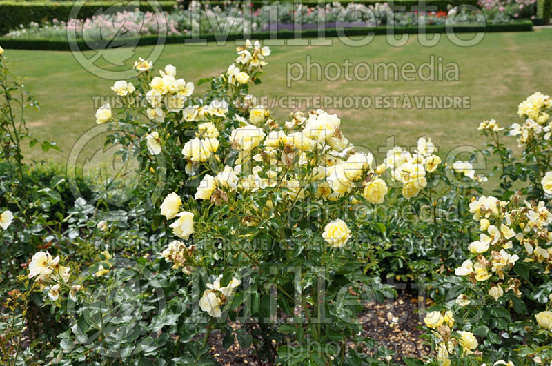 Rosa Sunburst Border (Climbing Rose)  2 