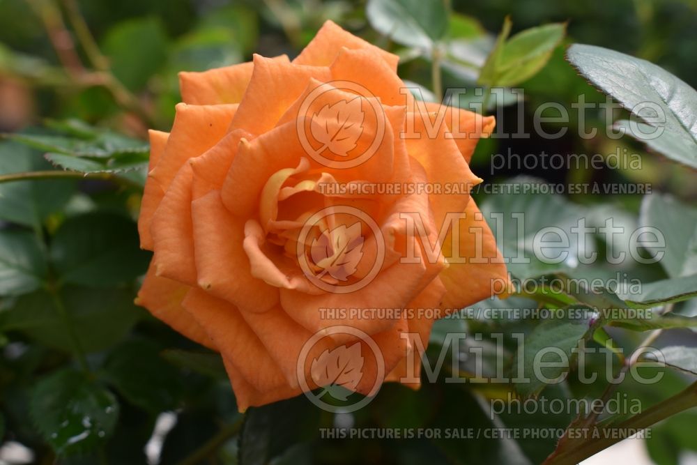 Rosa Sunrosa Orange Delight (Hybrid tea Rose) 1