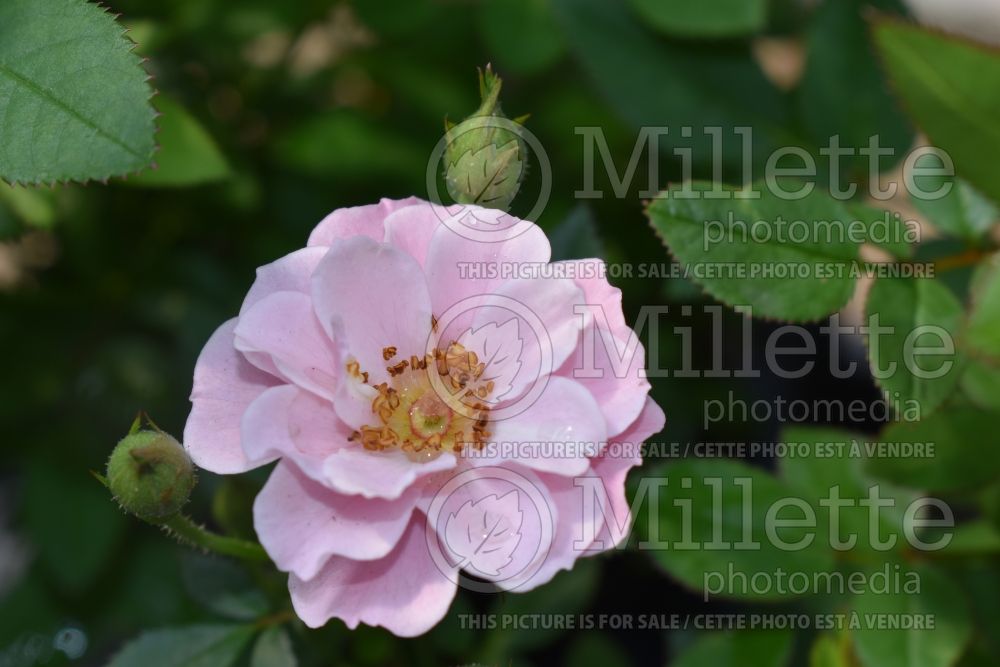 Rosa Sunrosa Soft Pink (Shrub Rose) 1