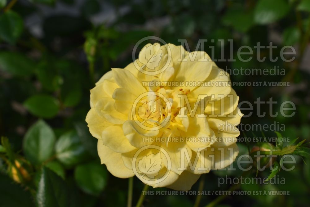 Rosa Sunrosa Yellow (Shrub rose) 2