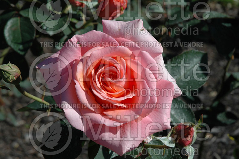 Rosa Sunset Celebration (The hydrid Rose) 1  